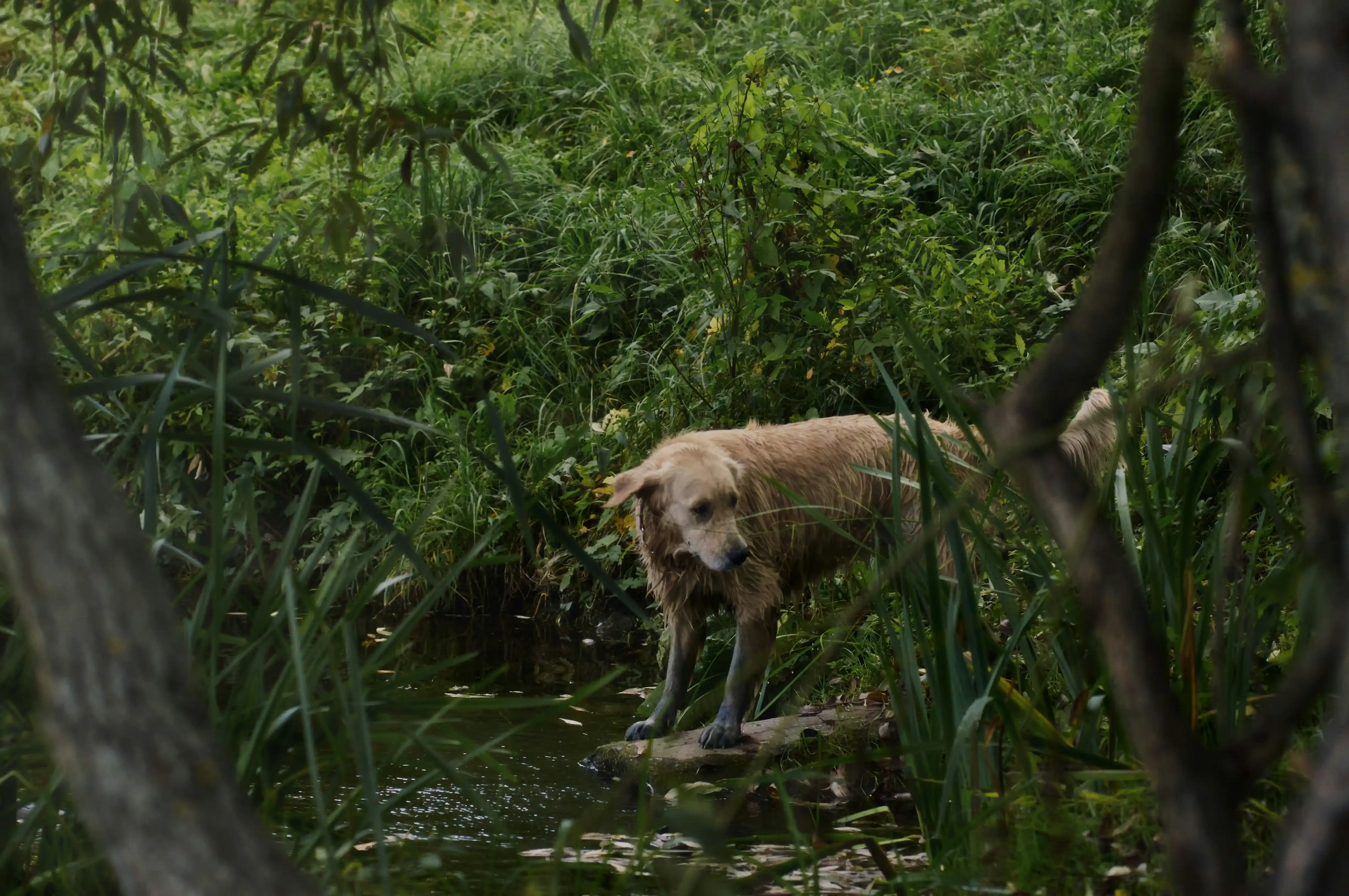 Recherche animaux disparus
